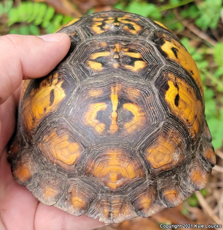 Eastern Box Turtle (Terrapene carolina carolina)