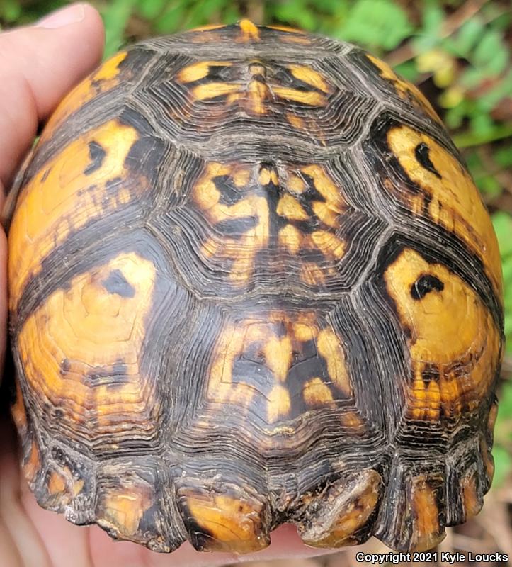 Eastern Box Turtle (Terrapene carolina carolina)