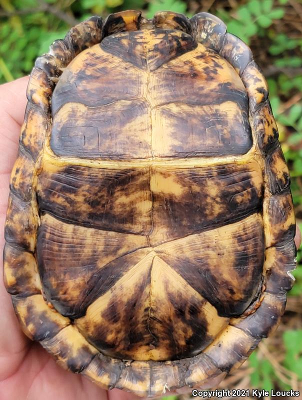 Eastern Box Turtle (Terrapene carolina carolina)