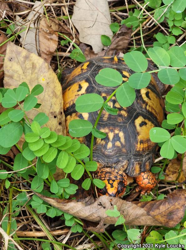 Eastern Box Turtle (Terrapene carolina carolina)