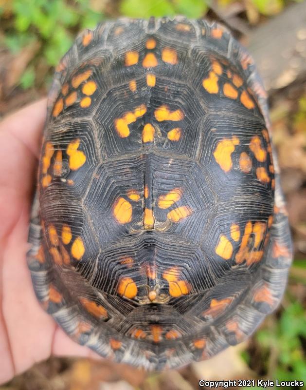 Eastern Box Turtle (Terrapene carolina carolina)