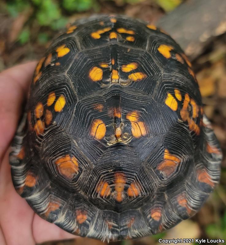 Eastern Box Turtle (Terrapene carolina carolina)