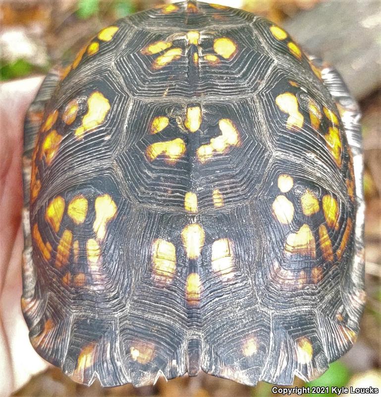 Eastern Box Turtle (Terrapene carolina carolina)