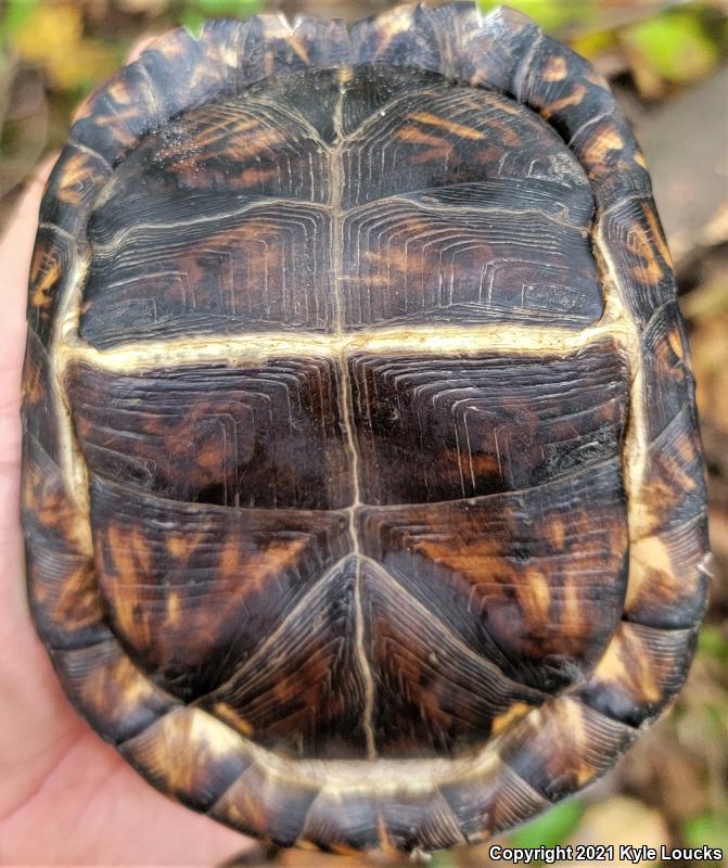 Eastern Box Turtle (Terrapene carolina carolina)