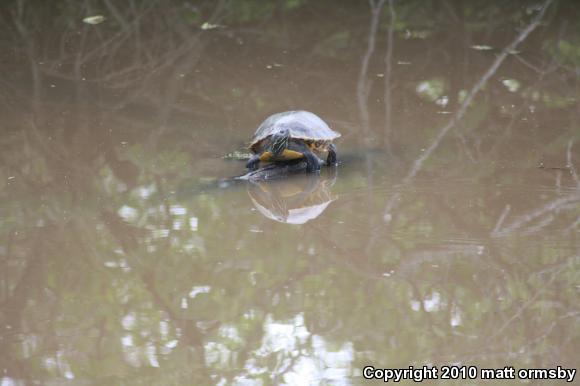 River Cooter (Pseudemys concinna)