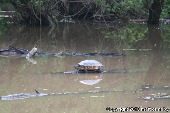 River Cooter (Pseudemys concinna)