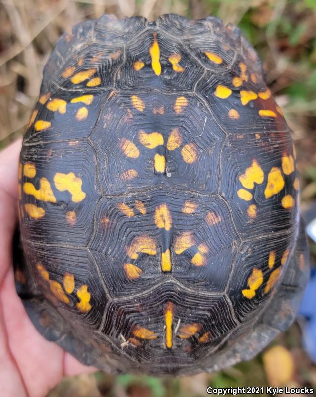 Eastern Box Turtle (Terrapene carolina carolina)