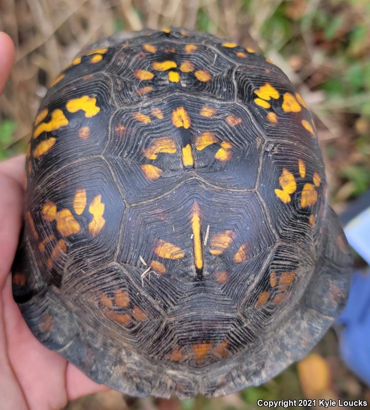 Eastern Box Turtle (Terrapene carolina carolina)