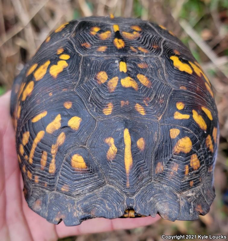 Eastern Box Turtle (Terrapene carolina carolina)