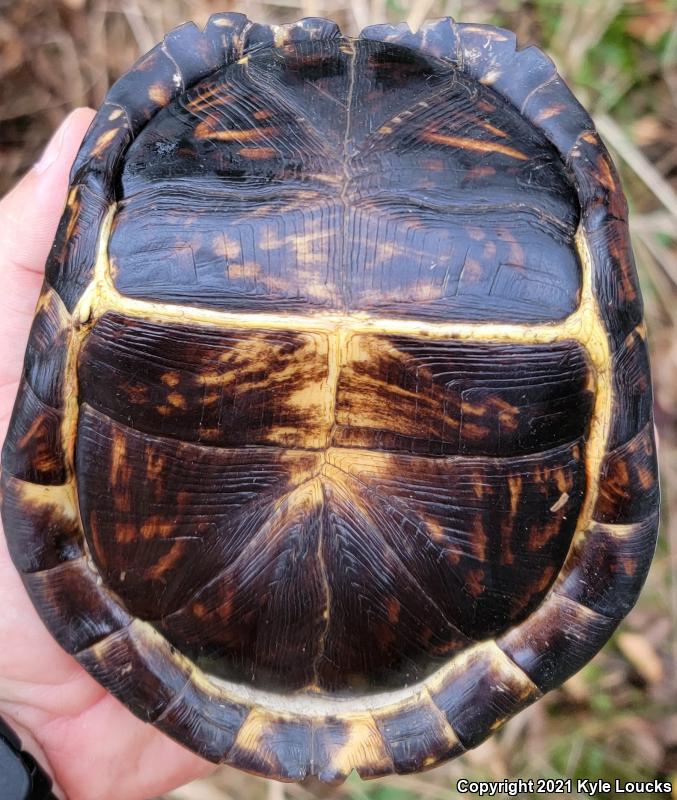 Eastern Box Turtle (Terrapene carolina carolina)