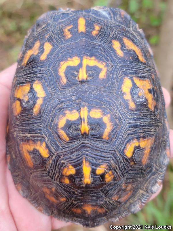 Eastern Box Turtle (Terrapene carolina carolina)