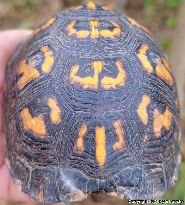 Eastern Box Turtle (Terrapene carolina carolina)