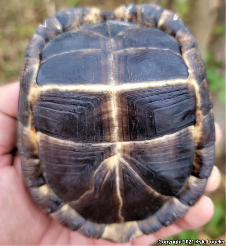 Eastern Box Turtle (Terrapene carolina carolina)