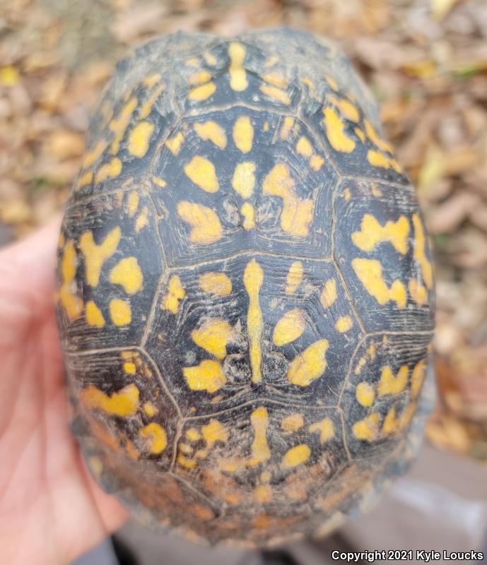 Eastern Box Turtle (Terrapene carolina carolina)