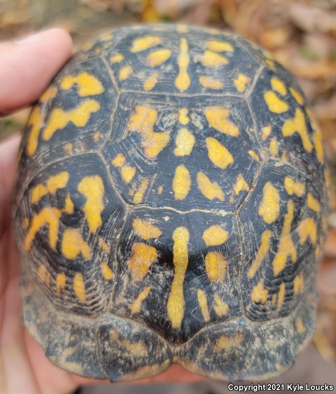 Eastern Box Turtle (Terrapene carolina carolina)