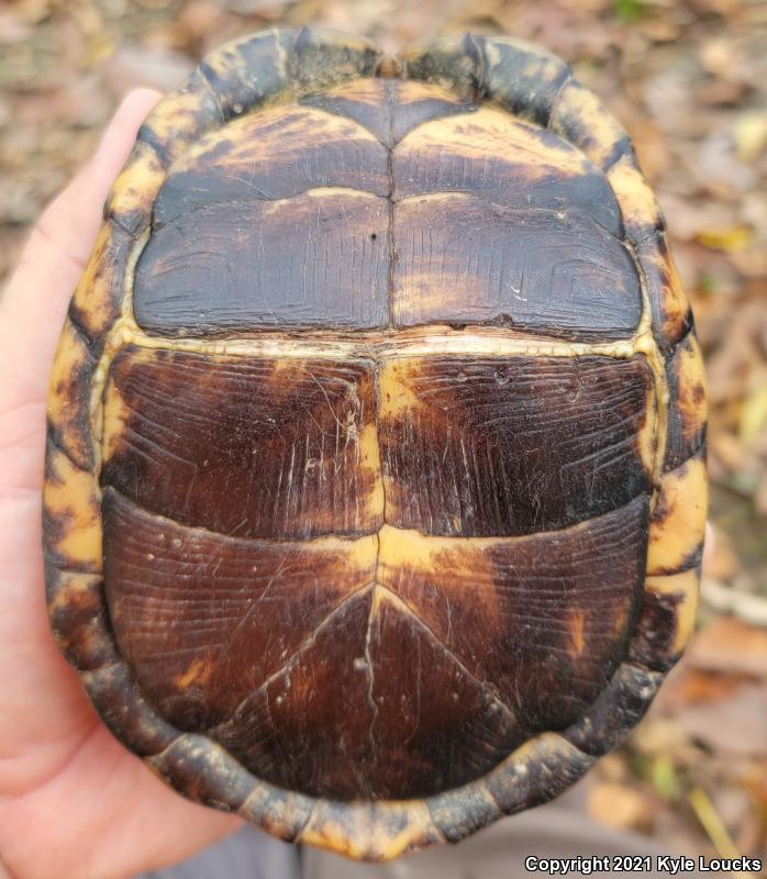 Eastern Box Turtle (Terrapene carolina carolina)