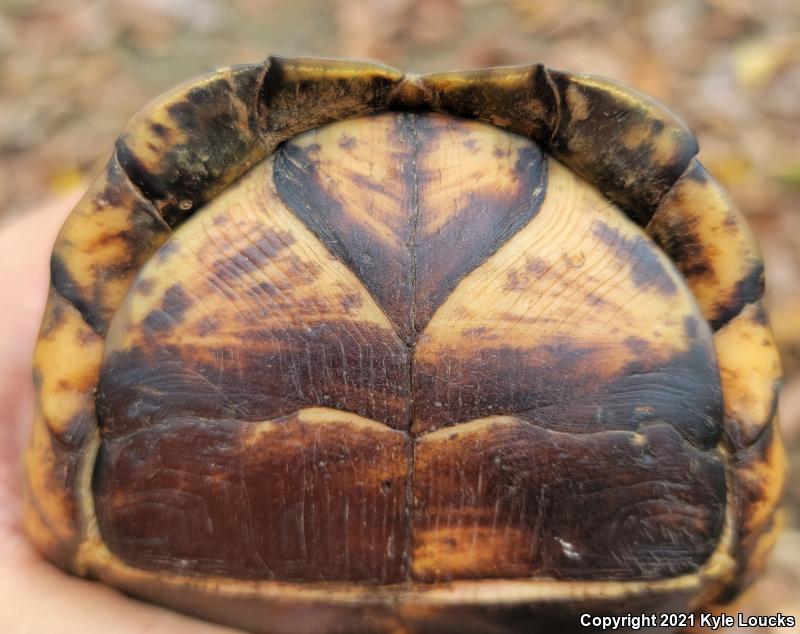 Eastern Box Turtle (Terrapene carolina carolina)