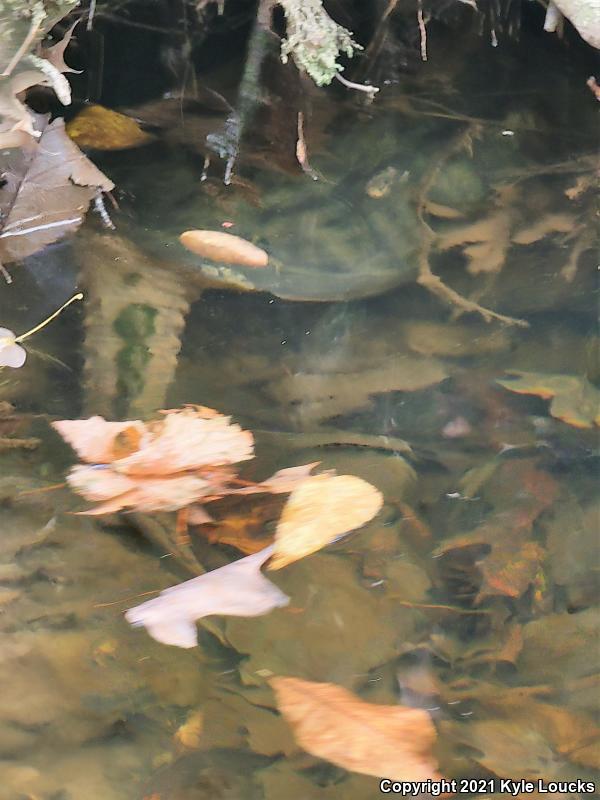 Eastern Snapping Turtle (Chelydra serpentina serpentina)