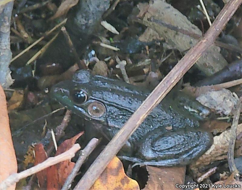 Northern Green Frog (Lithobates clamitans melanota)