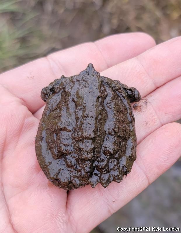 Eastern Snapping Turtle (Chelydra serpentina serpentina)