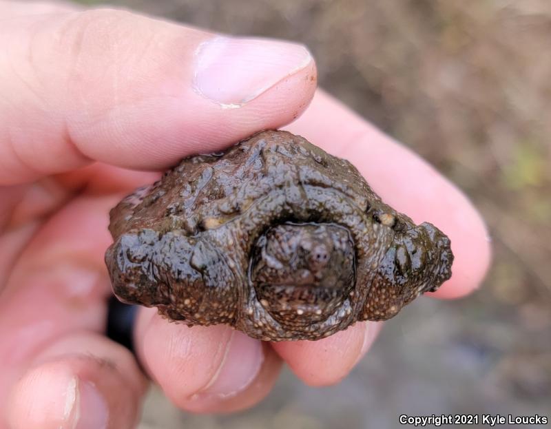 Eastern Snapping Turtle (Chelydra serpentina serpentina)