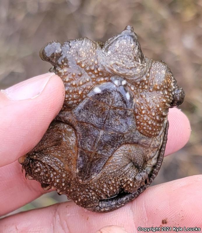 Eastern Snapping Turtle (Chelydra serpentina serpentina)