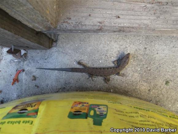 San Diego Alligator Lizard (Elgaria multicarinata webbii)