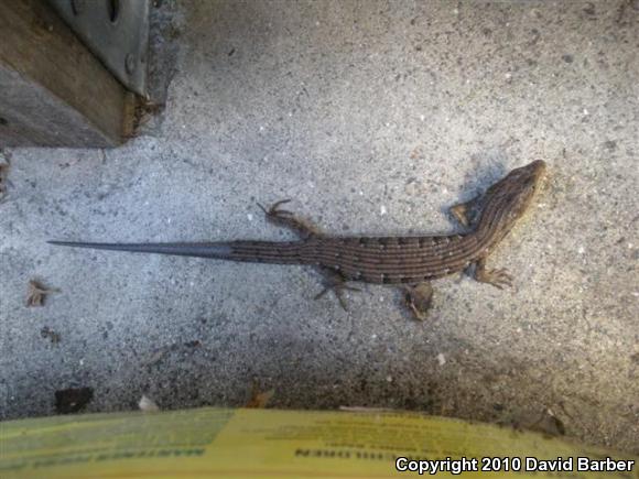 San Diego Alligator Lizard (Elgaria multicarinata webbii)