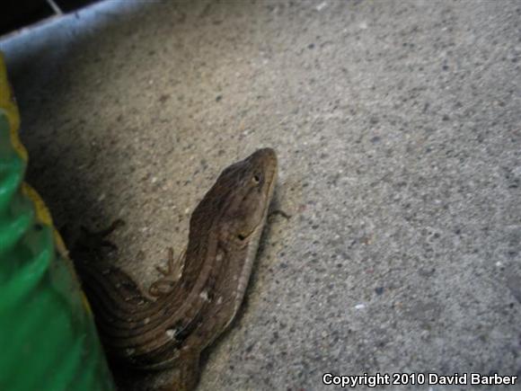 San Diego Alligator Lizard (Elgaria multicarinata webbii)