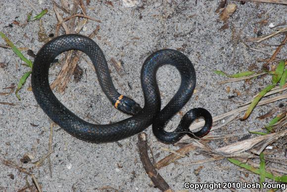 Southern Ring-necked Snake (Diadophis punctatus punctatus)