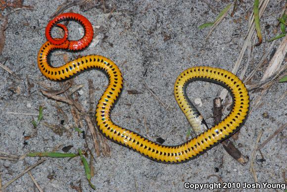 Southern Ring-necked Snake (Diadophis punctatus punctatus)