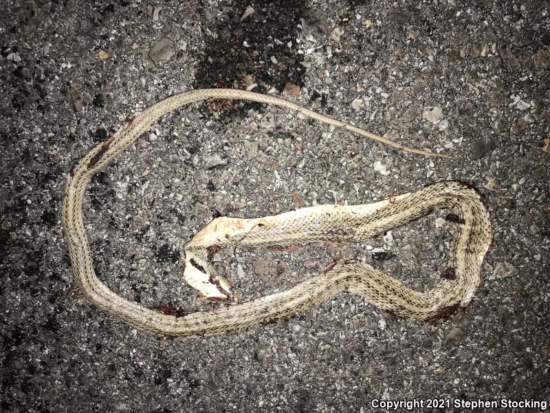 Mojave Patch-nosed Snake (Salvadora hexalepis mojavensis)