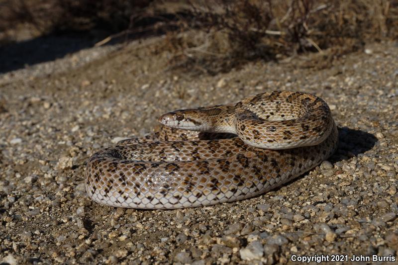 Desert Glossy Snake (Arizona elegans eburnata)