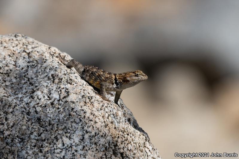 Purple-backed Spiny Lizard (Sceloporus magister magister)