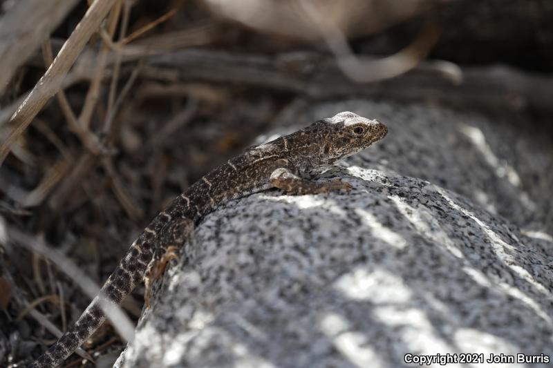 Longnose Leopard Lizard (Gambelia wislizenii)