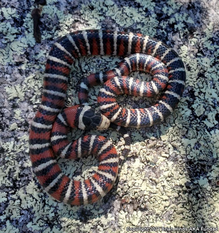 Sonoran Mountain Kingsnake (Lampropeltis pyromelana)