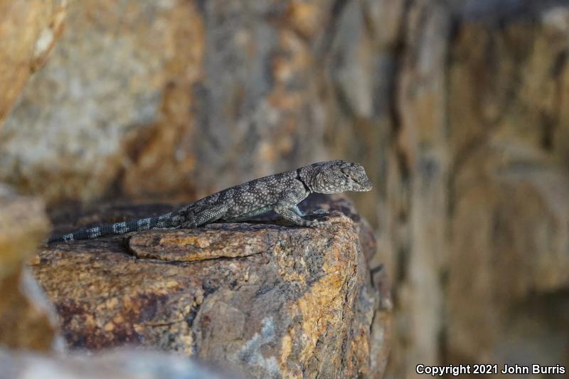 Banded Rock Lizard (Petrosaurus mearnsi)