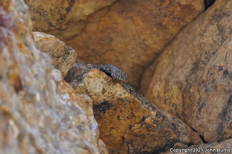 Banded Rock Lizard (Petrosaurus mearnsi)