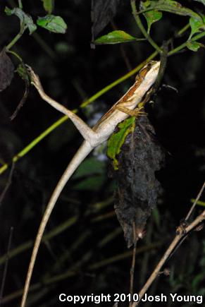 Brown Basilisk (Basiliscus vittatus)