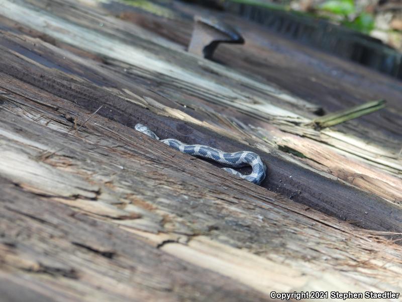 Black Ratsnake (Pantherophis obsoletus obsoletus)