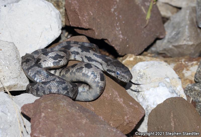 Black Ratsnake (Pantherophis obsoletus obsoletus)