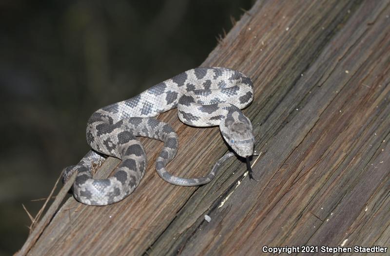 Black Ratsnake (Pantherophis obsoletus obsoletus)