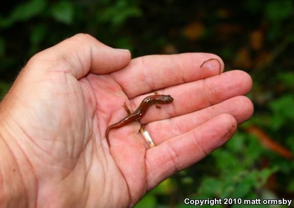 Northern Dusky Salamander (Desmognathus fuscus)