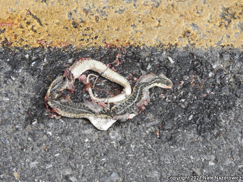 Eastern Gartersnake (Thamnophis sirtalis sirtalis)