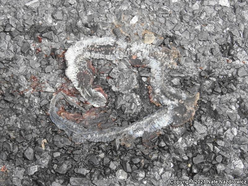 Eastern Gartersnake (Thamnophis sirtalis sirtalis)