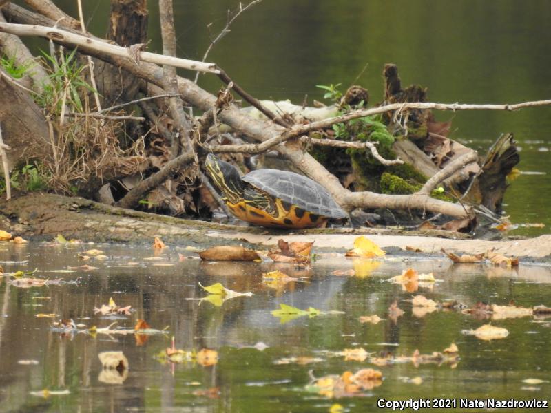 Red-eared Slider (Trachemys scripta elegans)