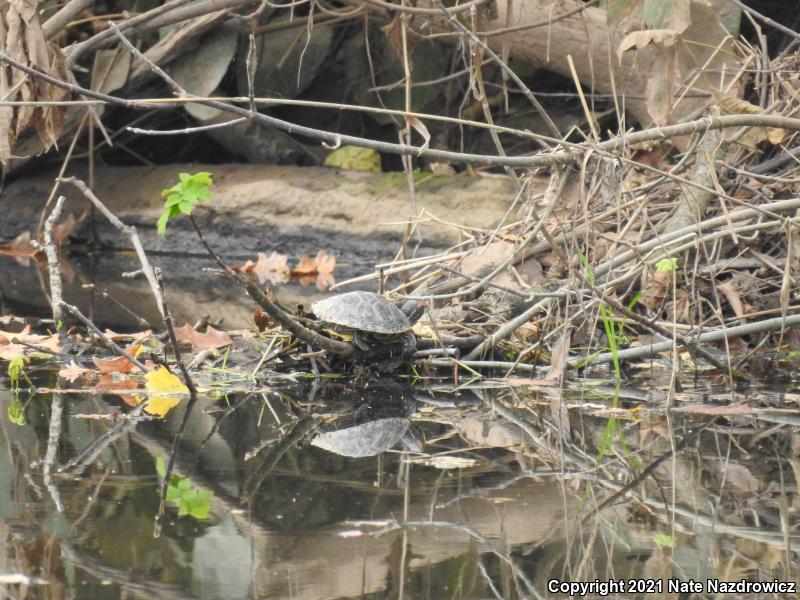 Red-eared Slider (Trachemys scripta elegans)