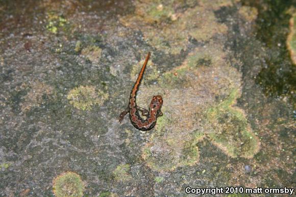 Spotted Dusky Salamander (Desmognathus conanti)