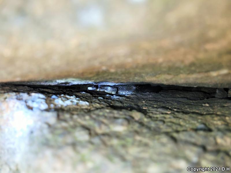 Black Ratsnake (Pantherophis obsoletus obsoletus)