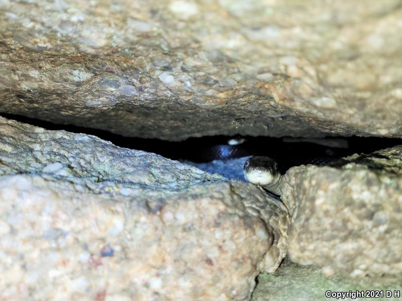 Black Ratsnake (Pantherophis obsoletus obsoletus)